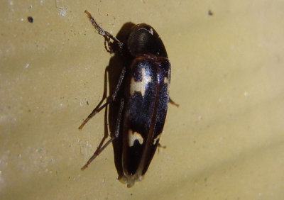 Dircaea liturata; False Darkling Beetle species