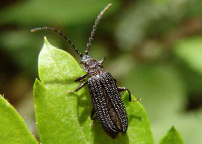 Erotides sculptilis; Net-winged Beetle species