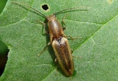 Euplastius knulli; Click Beetle species
