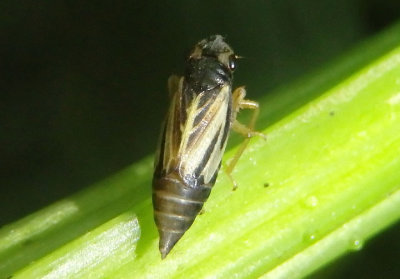 Evacanthus nigramericanus; Leafhopper species