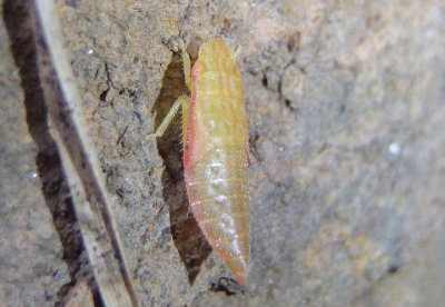 Gyponinae Leafhopper species nymph