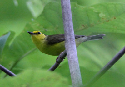 Hooded Warbler; female