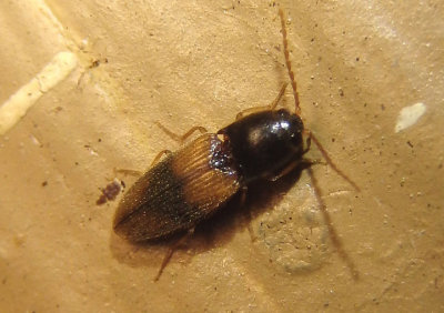 Horistonotus curiatus; Click Beetle species