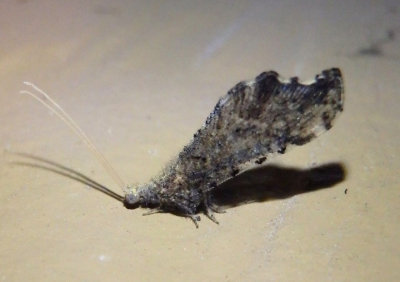 Lomamyia Beaded Lacewing species