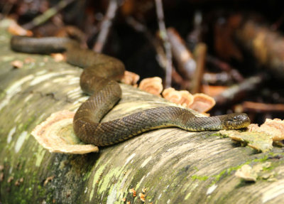 Northern Water Snake