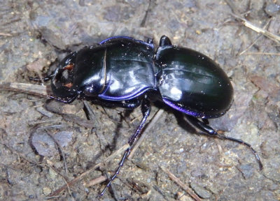 Pasimachus depressus complex; Ground Beetle species