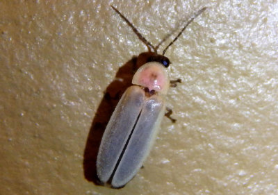 Photinus marginellus/curtatus complex; Firefly species