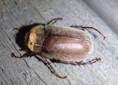 Phyllophaga crenulata; May Beetle species