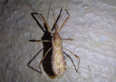 Rocconota annulicornis; Assassin Bug species