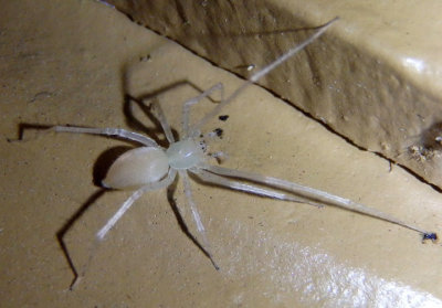 Wulfila albens; Ghost Spider species