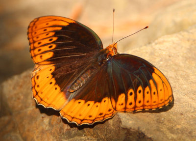 Speyeria diana; Diana Fritillary; male