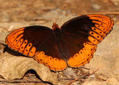 Speyeria diana; Diana Fritillary; male