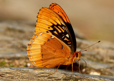 Speyeria diana; Diana Fritillary; male