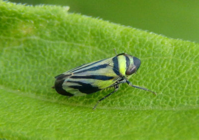 Stirellus bicolor; Leafhopper species
