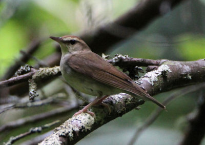 Swainson's Warbler