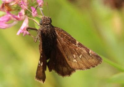 Thorybes pylades; Northern Cloudywing