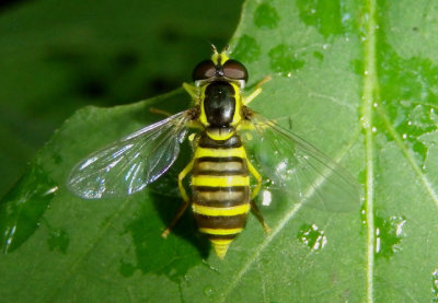 Xanthogramma flavipes; Syrphid Fly species