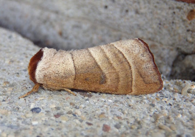 7907 - Datana integerrima; Walnut Caterpillar Moth