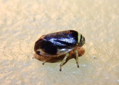 Clastoptera testacea; Spittlebug species; male