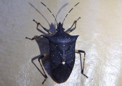 Proxys punctulatus; Black Stink Bug