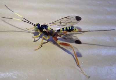 Spilopteron occiputale; Ichneumon Wasp species; female