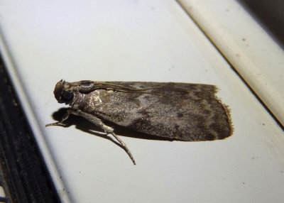 5767 - Oreana unicolorella; Pyralid Moth species