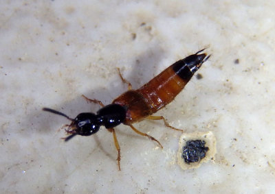 Belonuchus rufipennis; Rove Beetle species