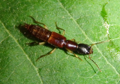 Homaeotarsus Rove Beetle species