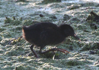 Virginia Rail; juvenile 