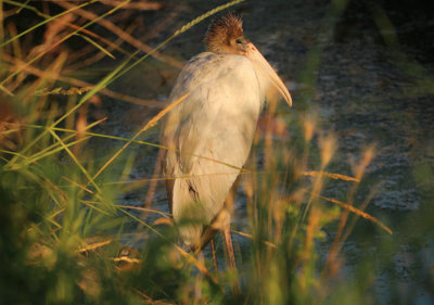 Wood Stork; juvenile