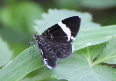 7430 - Trichodezia albovittata; White-striped Black