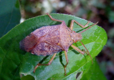Apoecilus cynicus; Predatory Stink Bug species