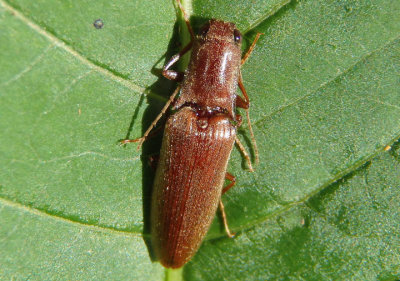 Ctenicera pyrrhos; Click Beetle species