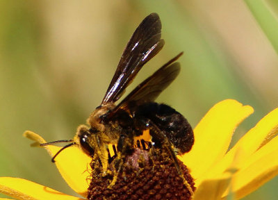 Dieunomia heteropoda; Sweat Bee species