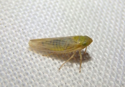 Elymana acuma; Leafhopper species