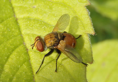 Gymnoclytia Tachinid Fly species; male