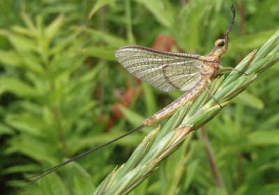 Hexagenia Common Burrower Mayfly species; male