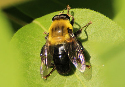 Mallota bautias; Syrphid Fly species