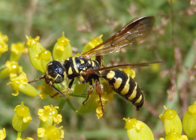 Myzinum carolinianum; Thynnid Wasp species; female