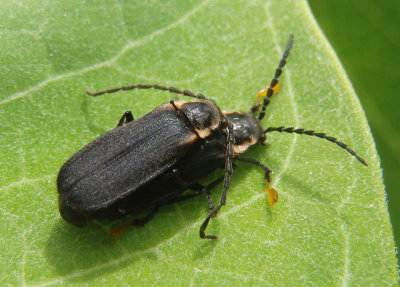 Polemius laticornis; Soldier Beetle species