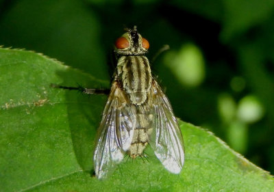 Sarcophagidae Flesh Fly species