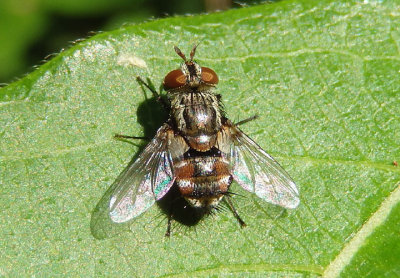 Tachinidae Parasitic Fly species