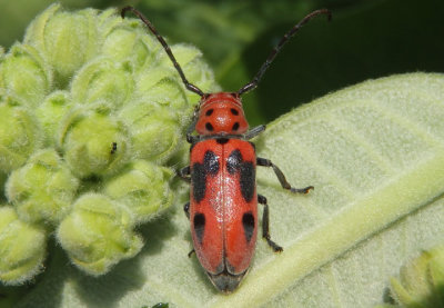 Tetraopes tetrophthalmus; Red Milkweed Beetle