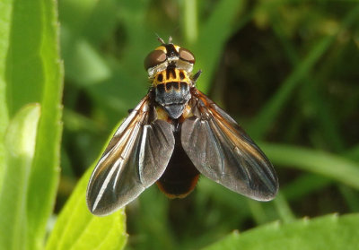 Trichopoda lanipes; Feather-legged Fly species; male