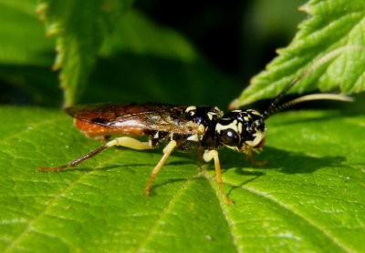 Onycholyda luteicornis; Webspinning Sawfly species; female