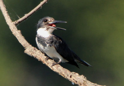 Belted Kingfisher; male