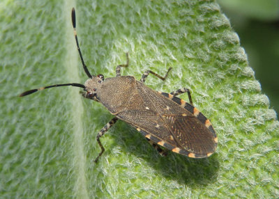 Catorhintha mendica; Leaf-footed Bug species