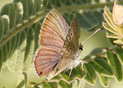 Echinargus isola; Reakirt's Blue; male