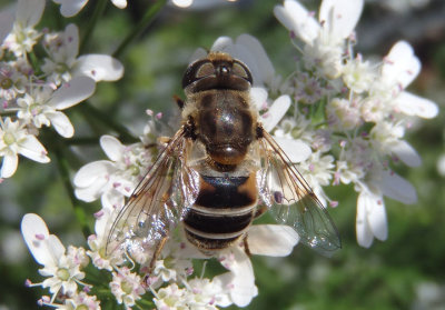 Eristalis dimidiata; Syrphid Fly species; female