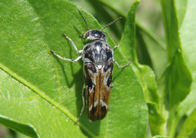 Glipa hilaris; Tumbling Flower Beetle species